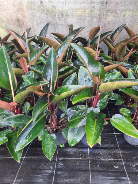 philodendron for sale brisbane Philodendron Rojo Congo