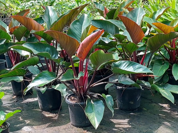 philodendron congo rojo red Philodendron Rojo Congo