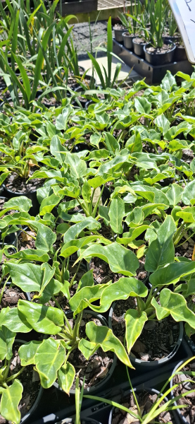 Philodendron Xanadu