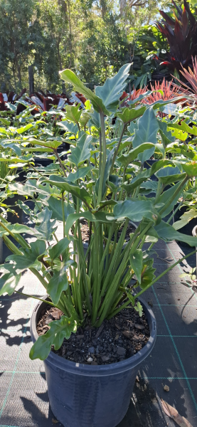 Philodendron Xanadu