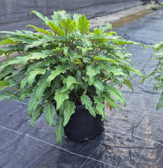 philodendron xanadu spacing Philodendron Xanadu