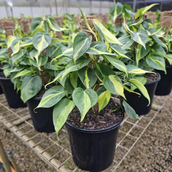 Philodendron hederaceum Brasil