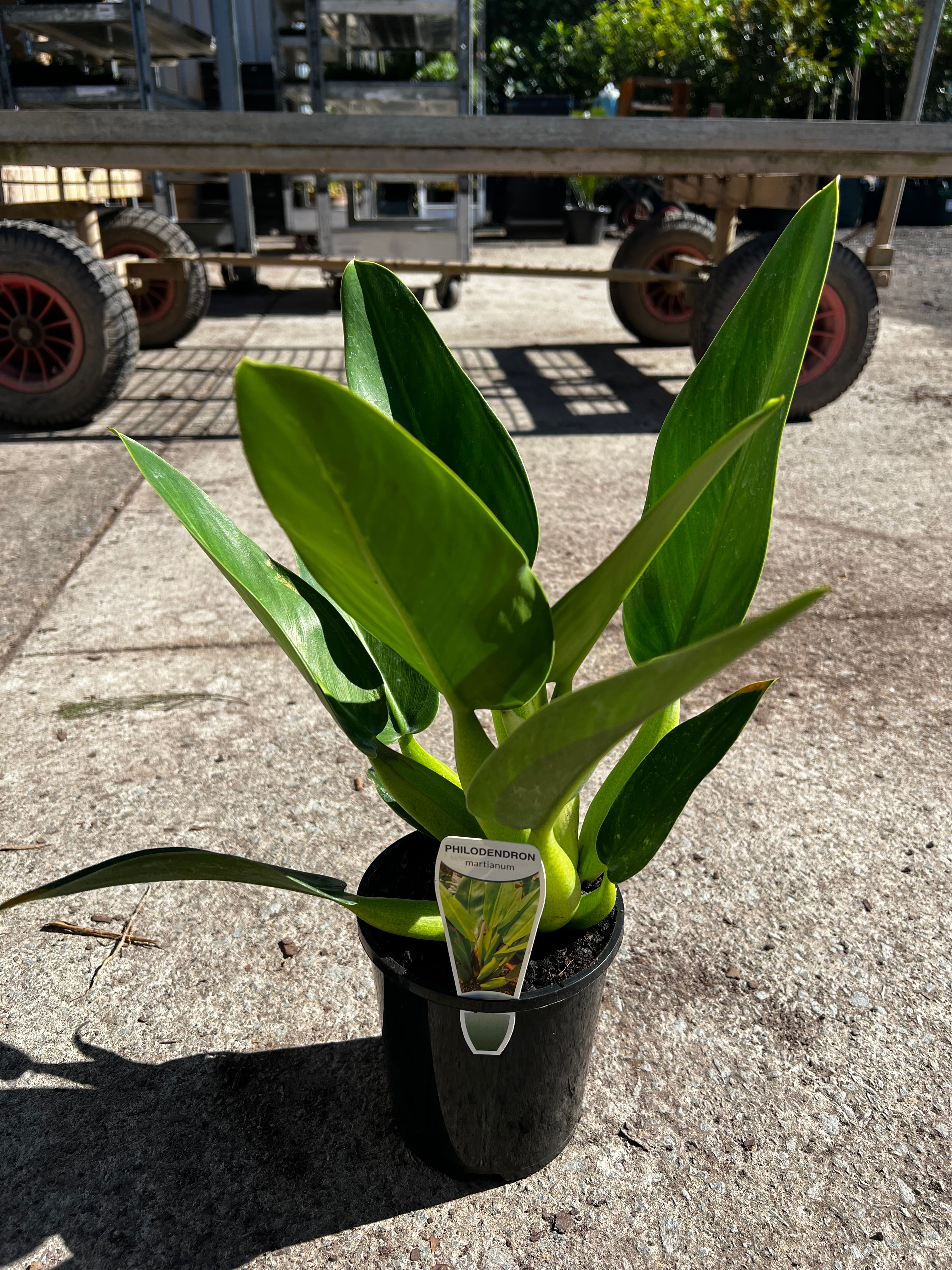 green fatboy philodendron Philodendron martianum (Fat boy)