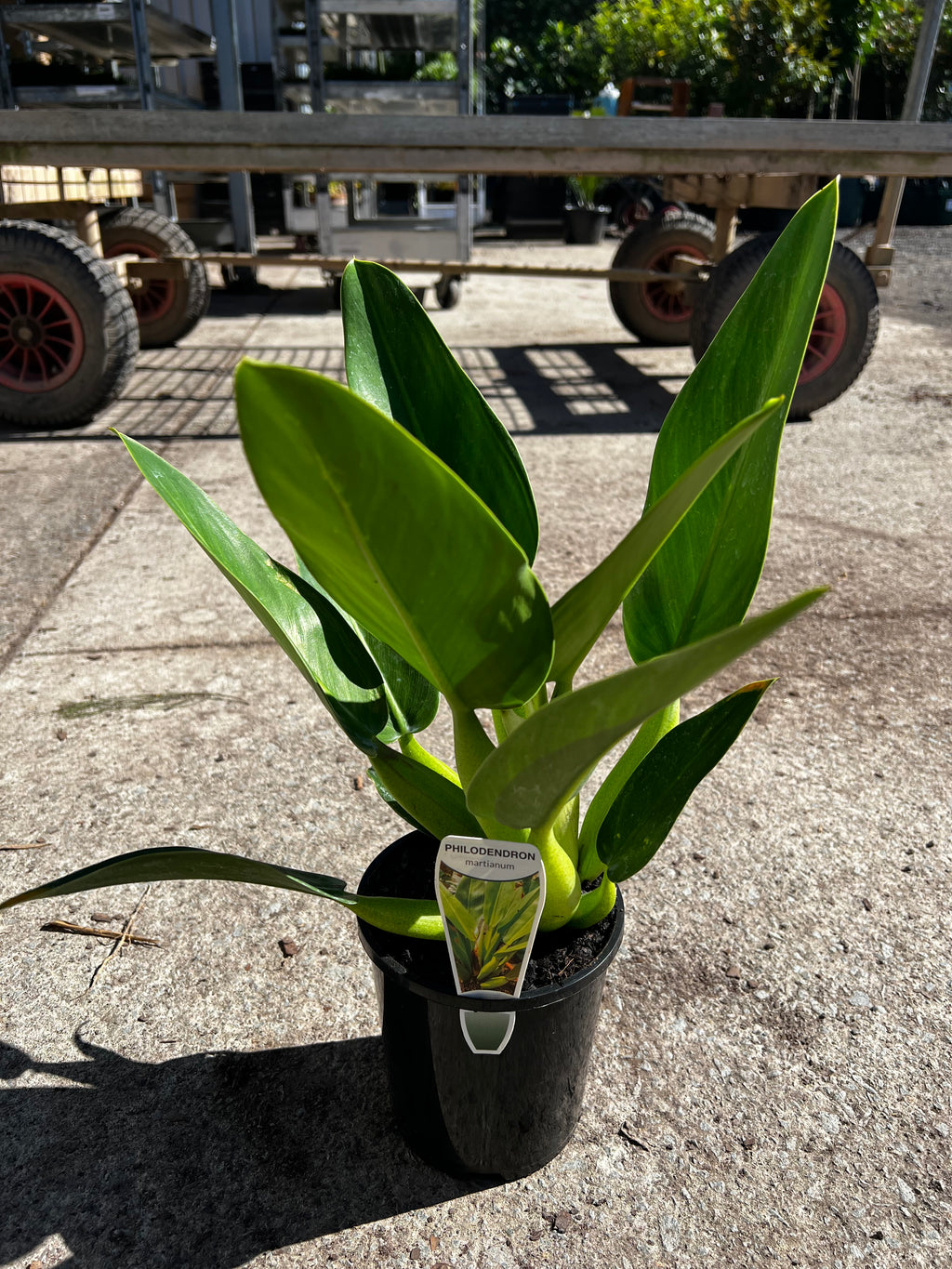 philodendron martianum price Philodendron martianum (Fat boy)