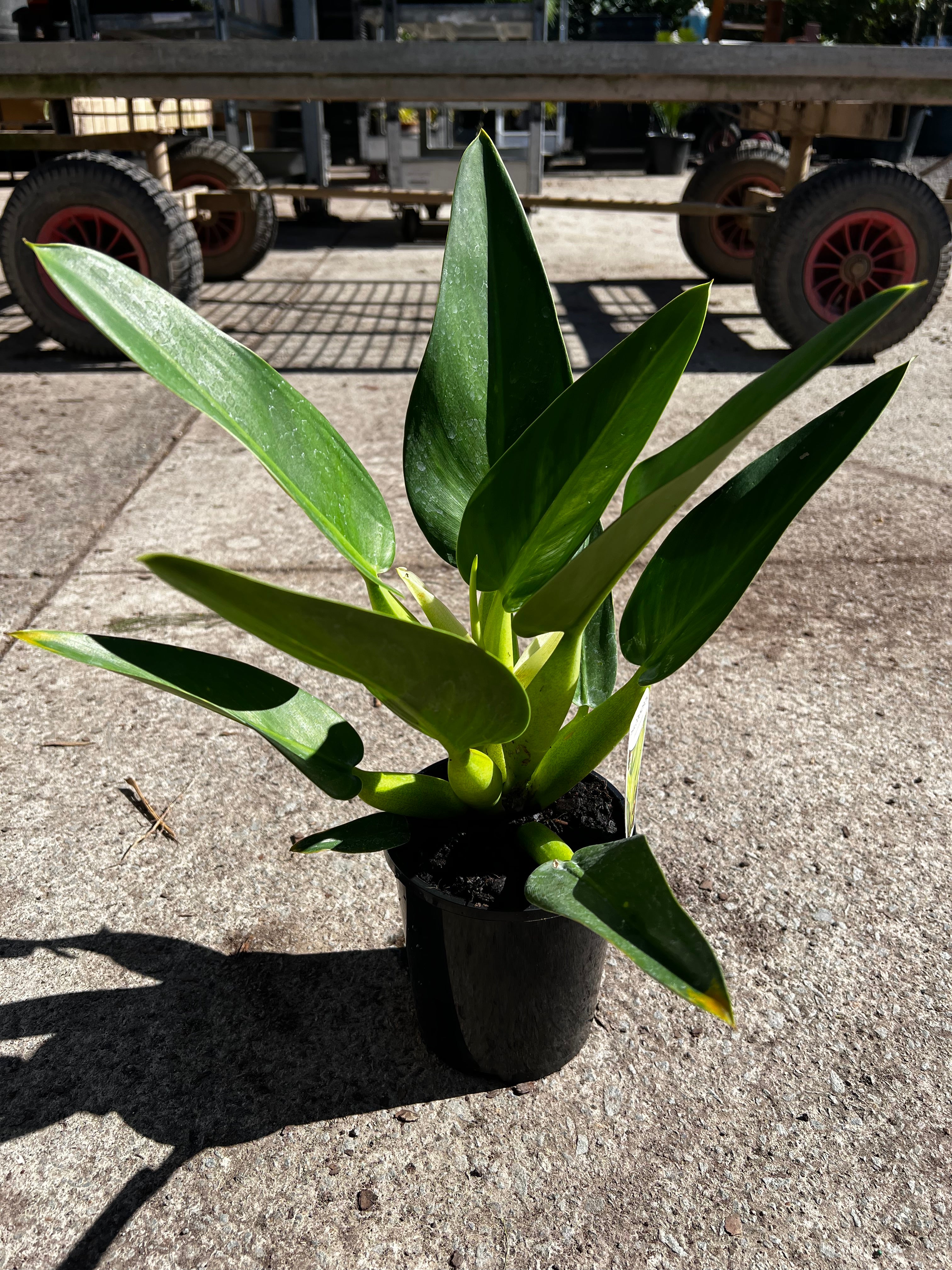 Philodendron martianum (Fat boy)