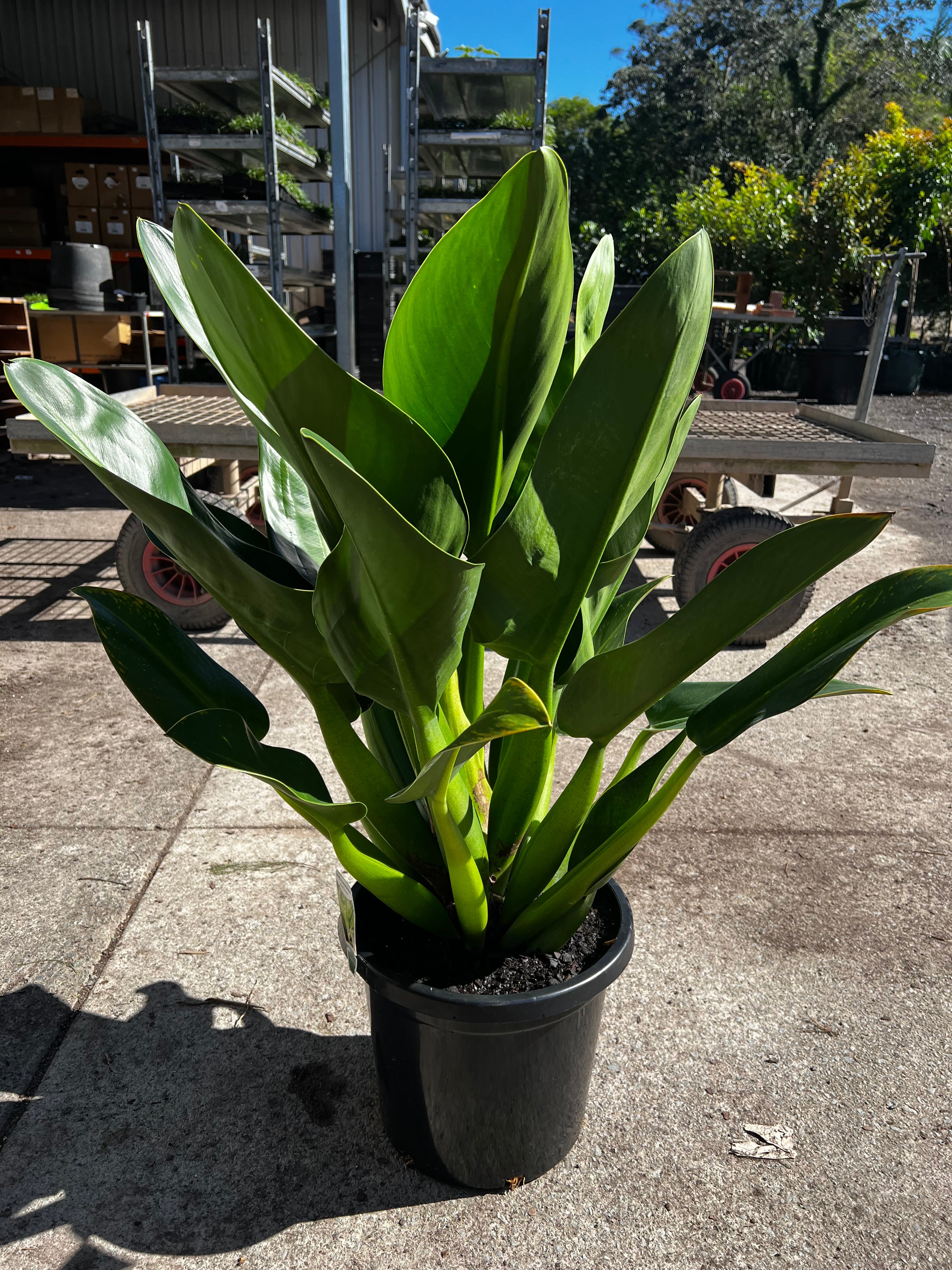 Philodendron martianum (Fat boy)