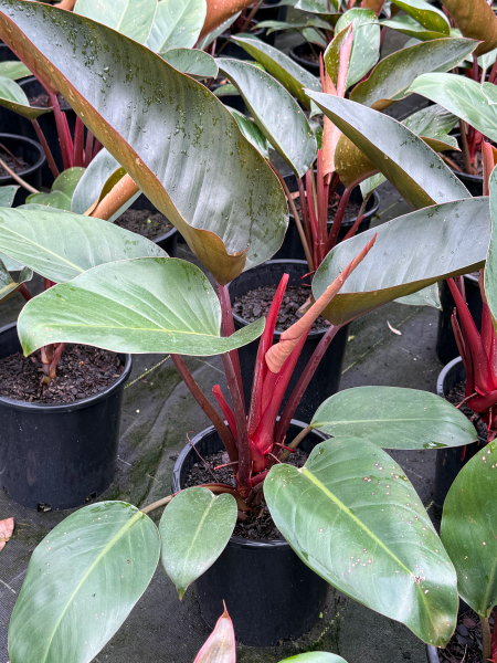 Philodendron Rojo Congo