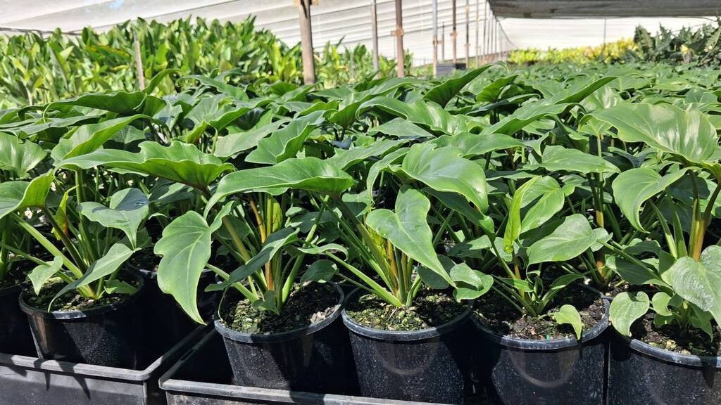 Philodendron Xanadu