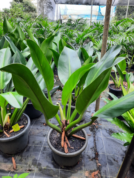philodendron cannifolium Philodendron martianum (Fat boy)