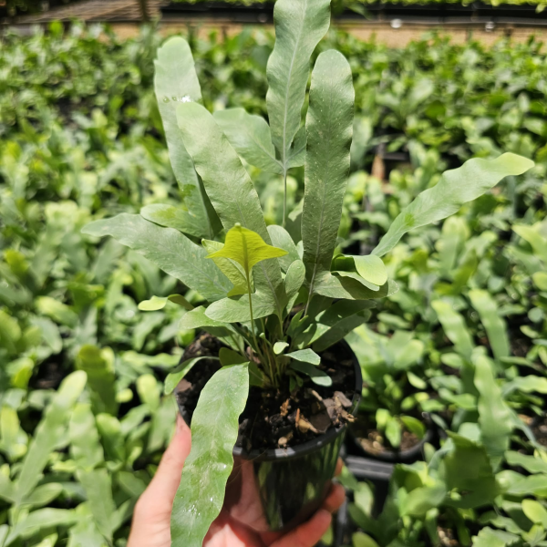 Phlebodium aureum Blue Star Fern