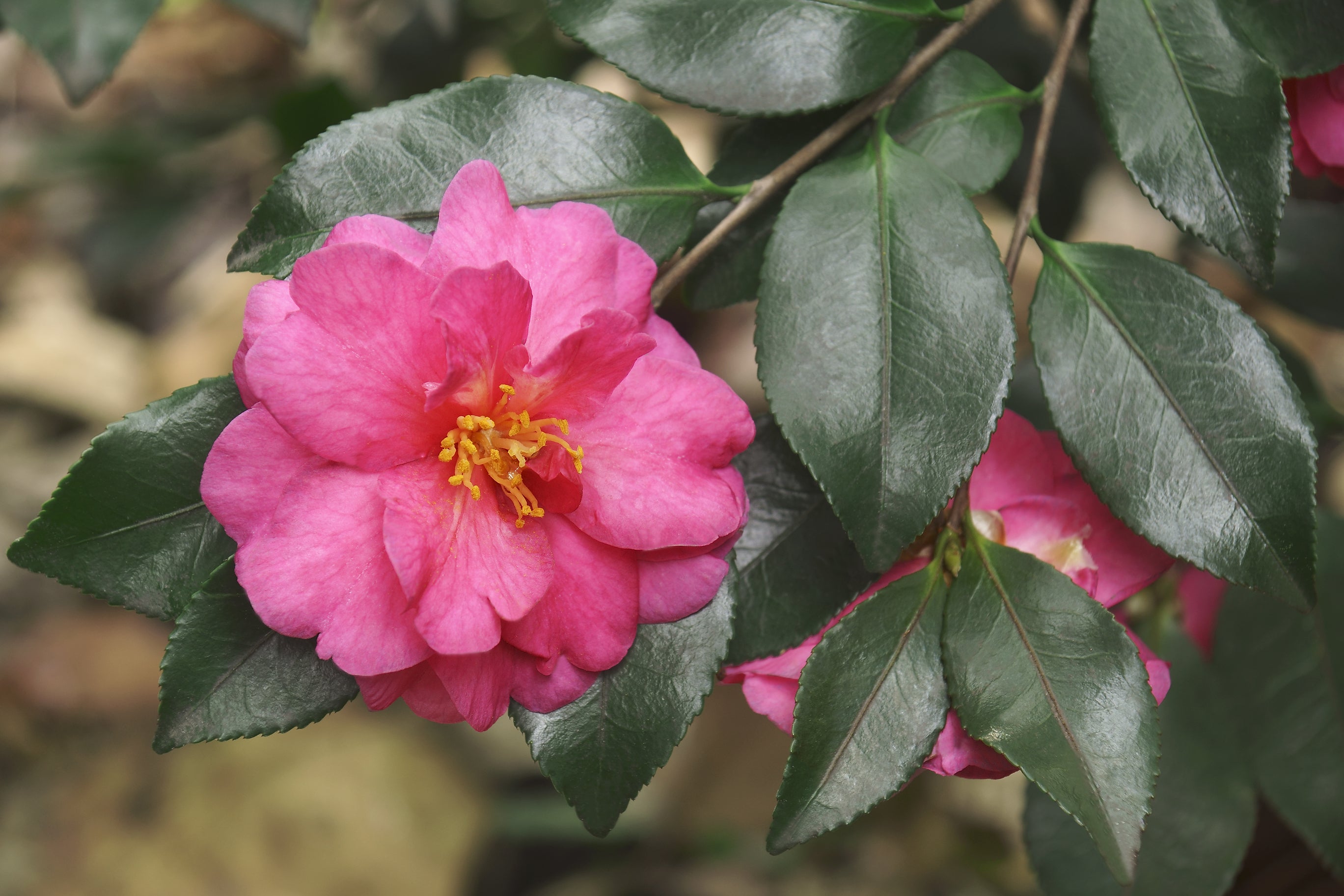 Camellia hiemalis hiryu (sasanqua)