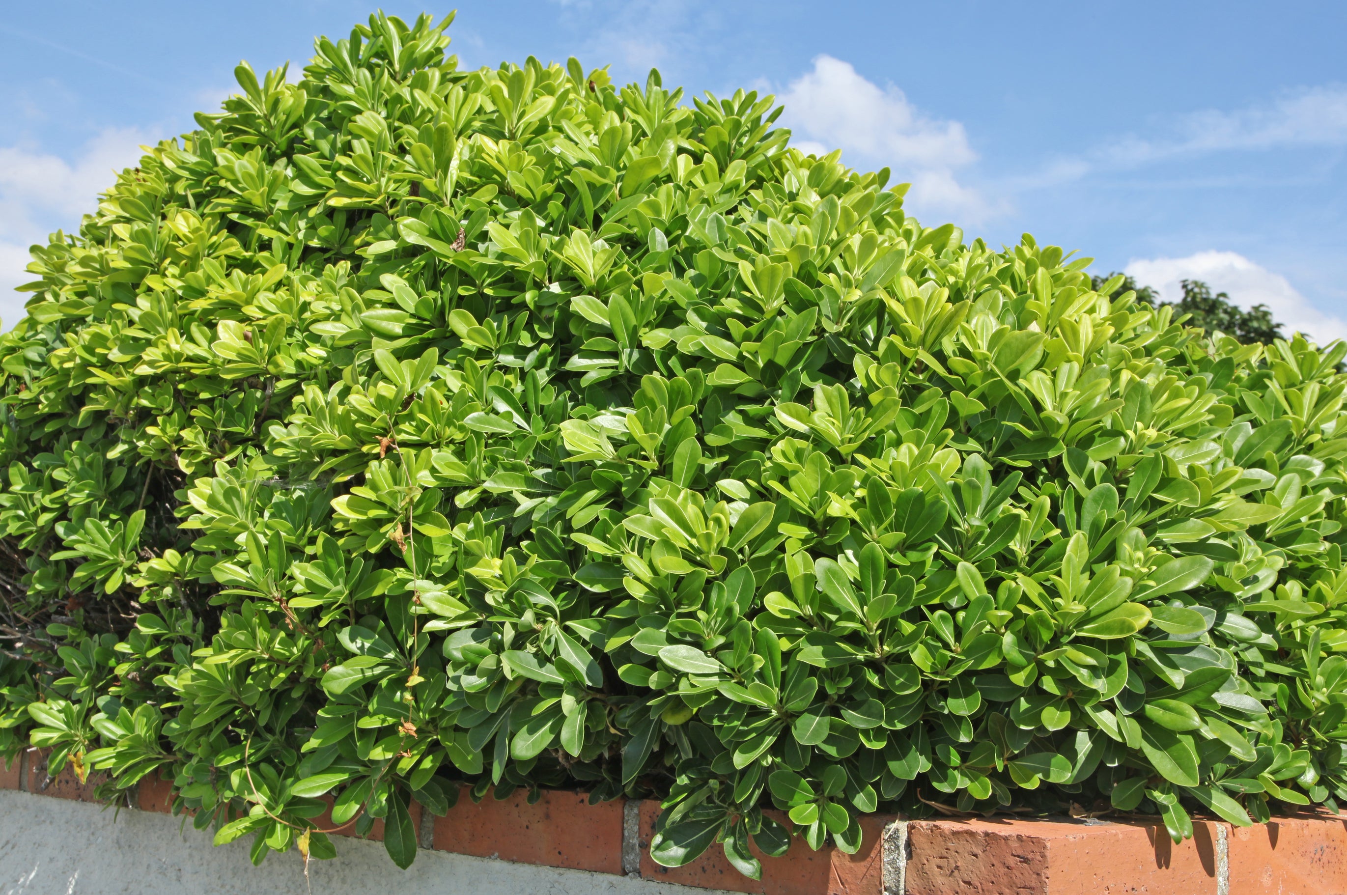 Pittosporum tobira Miss Muffet (Wheelers Dwarf)