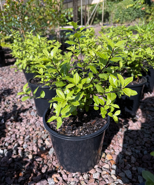 Pittosporum tenuifolium Golf Ball