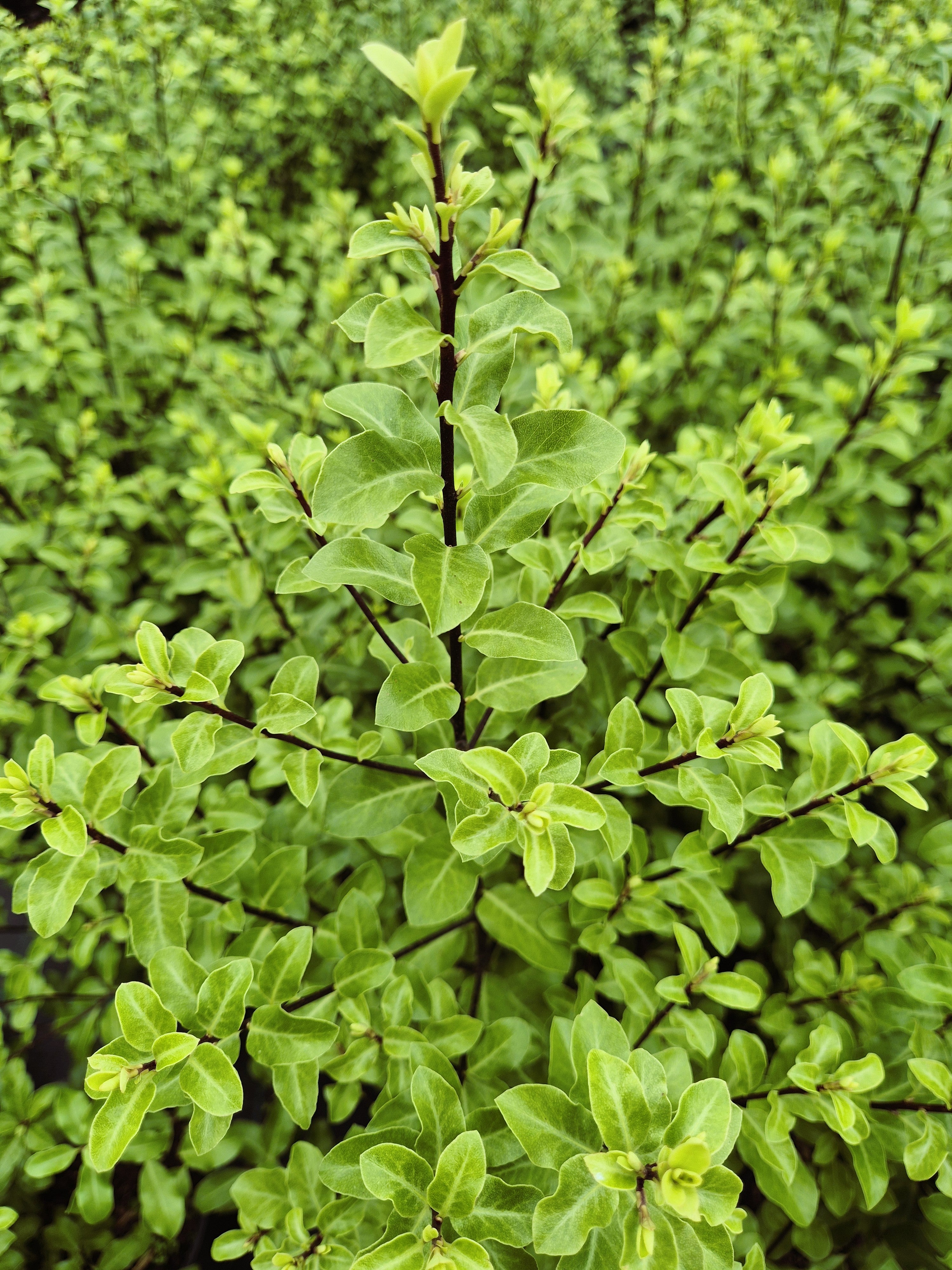 Pittosporum tenuifolium Tasman Ruffles