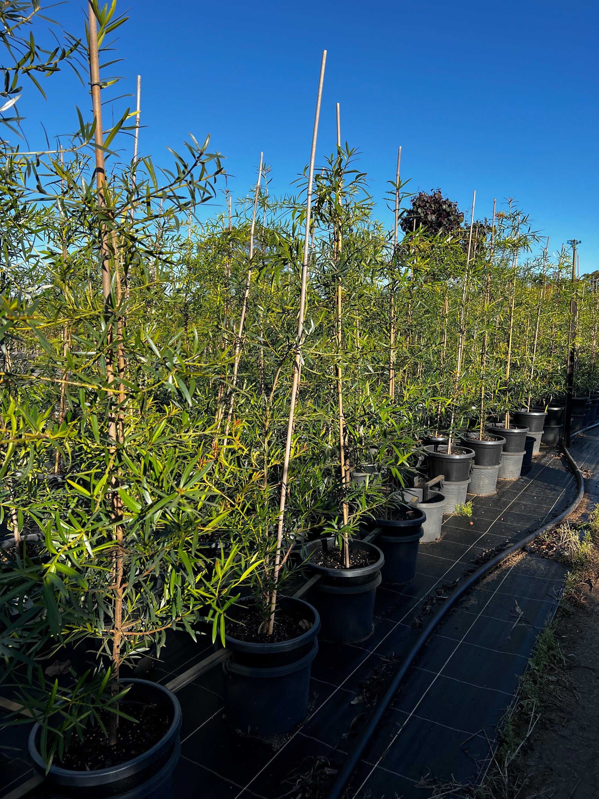podocarpus elatus Podocarpus elatus