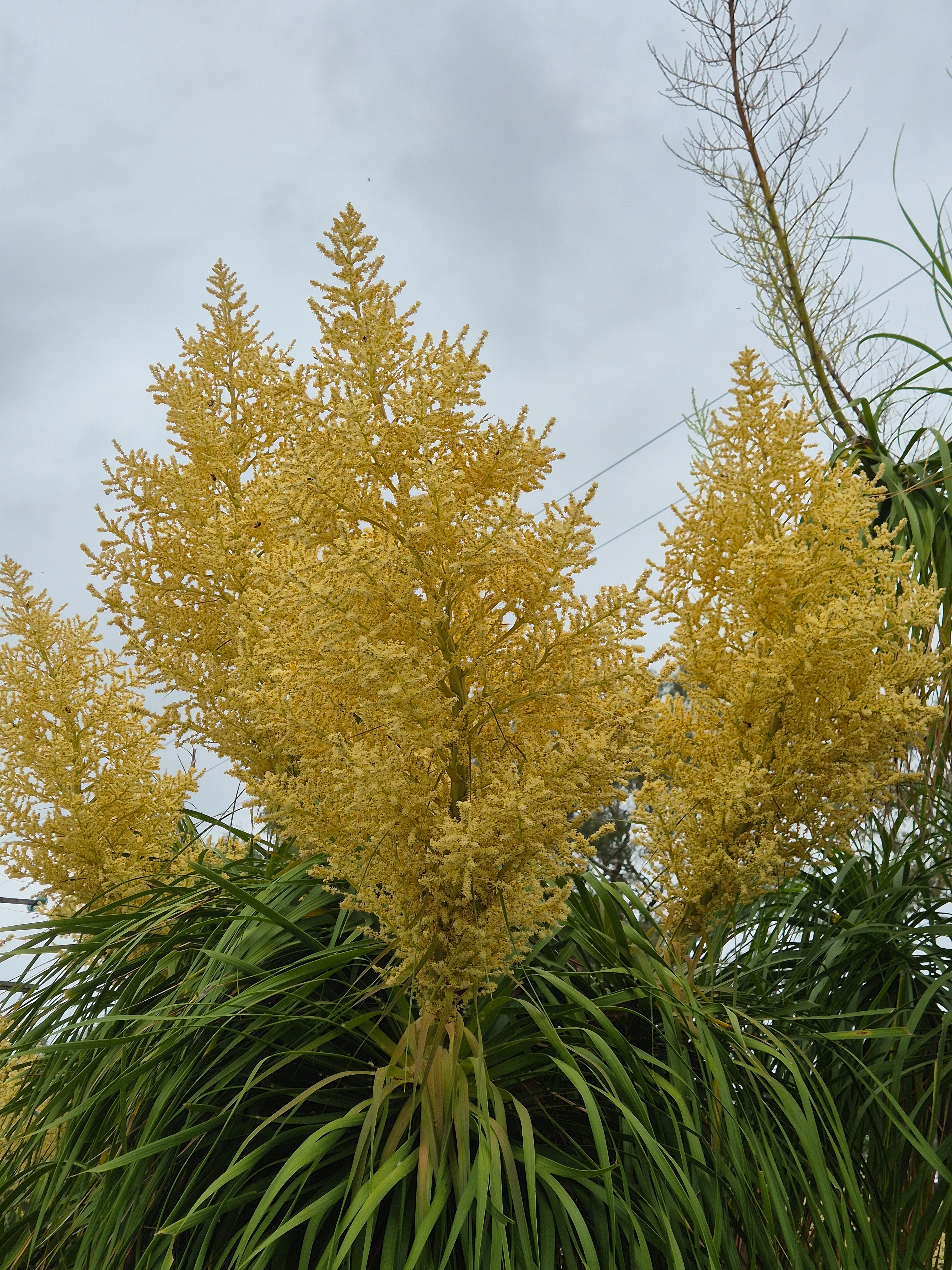 Beaucarnea recurvata Ponytail