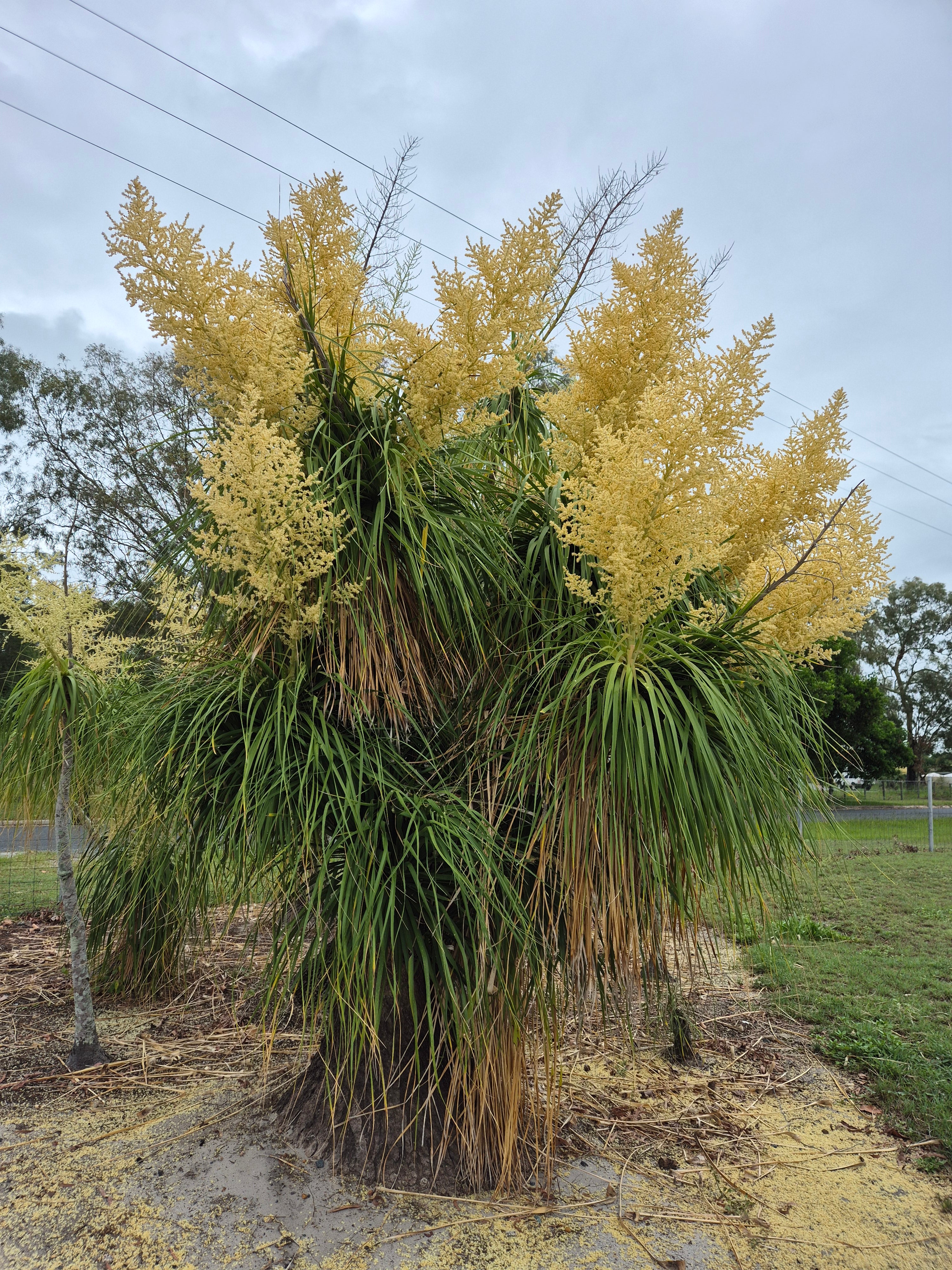 Beaucarnea recurvata Ponytail