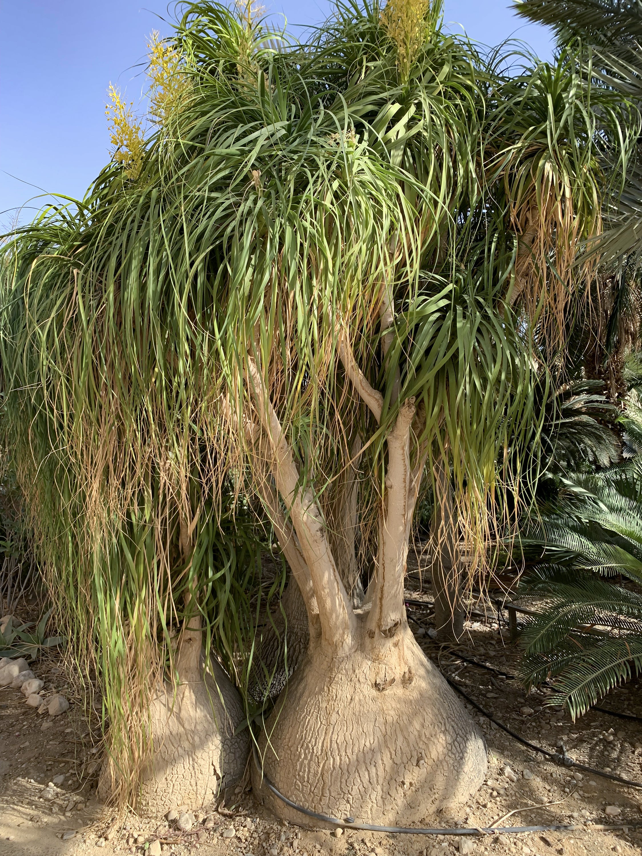 Beaucarnea recurvata Ponytail