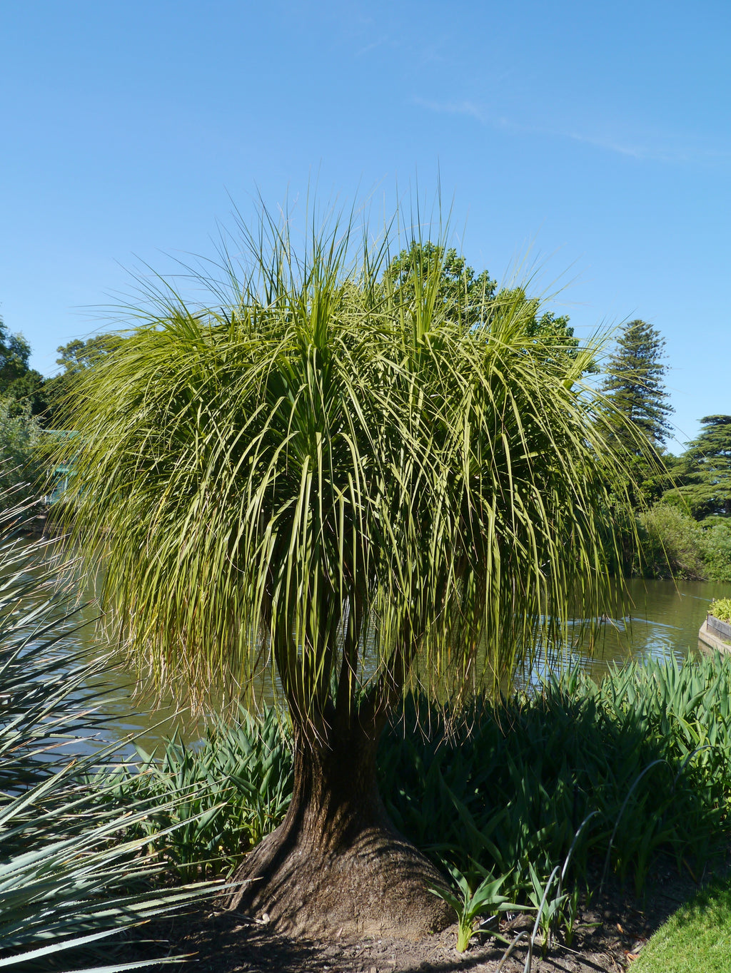 Beaucarnea Recurvata Giftig