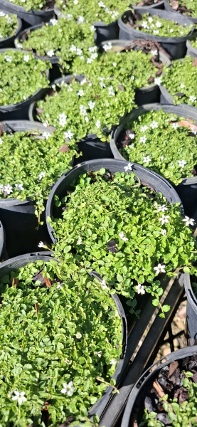 Pratia pedunculata