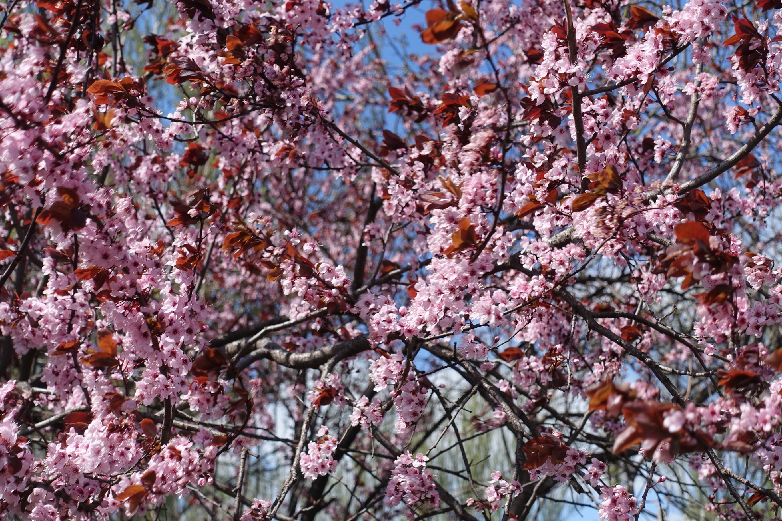 Flowering Plum - Purple Leaf Plum Prunus x blireana