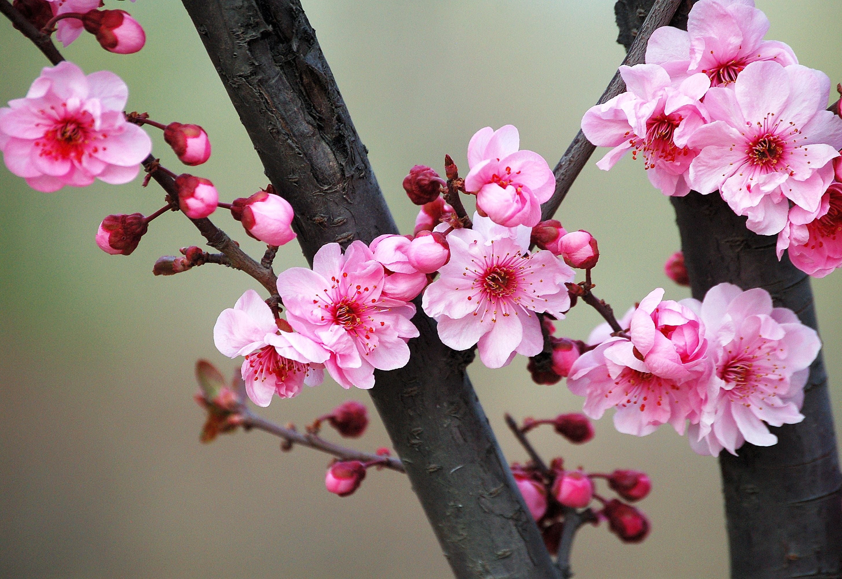 Flowering Plum - Purple Leaf Plum Prunus x blireana