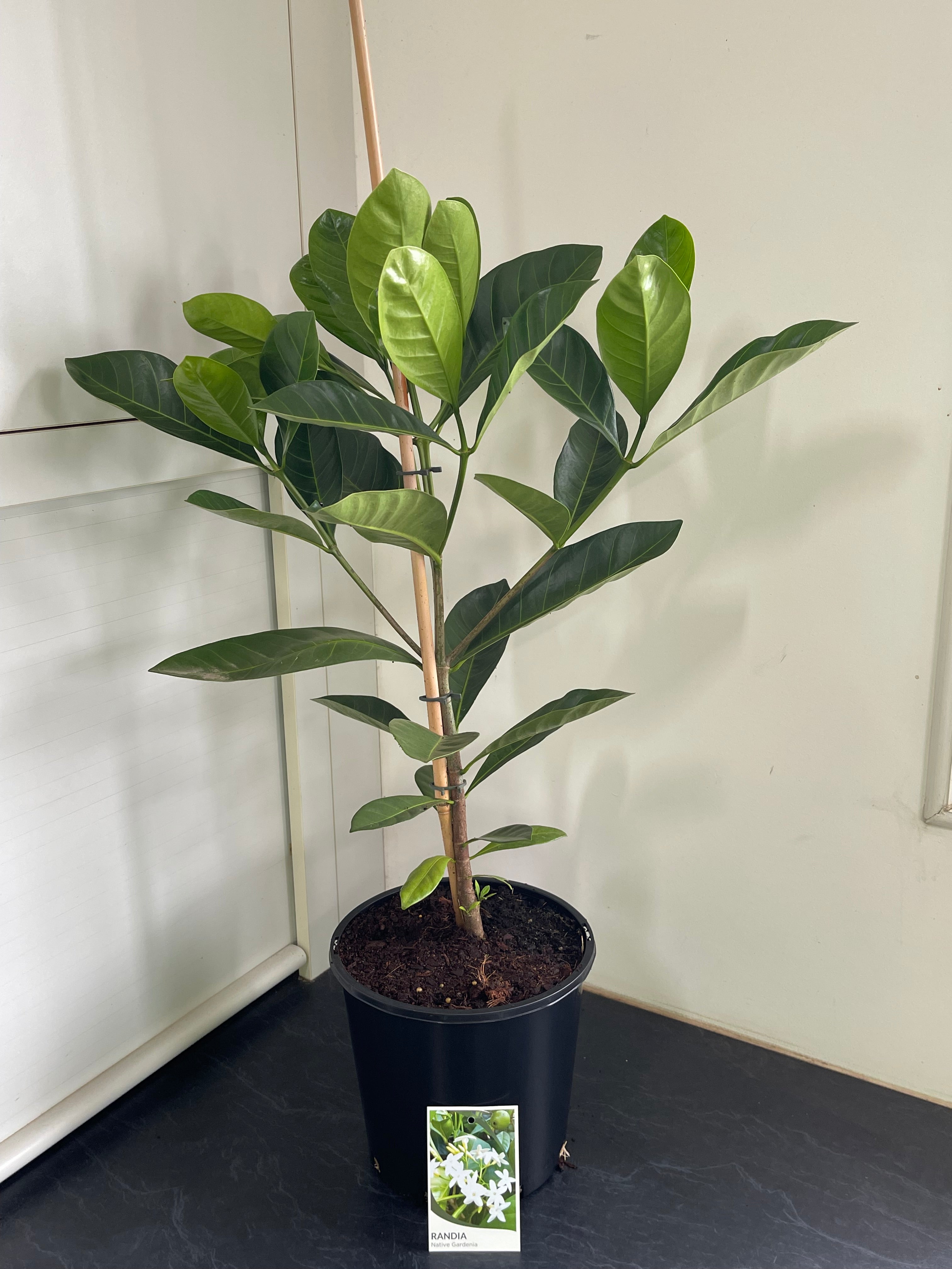 Randia fitzalanii (Atractocarpus)