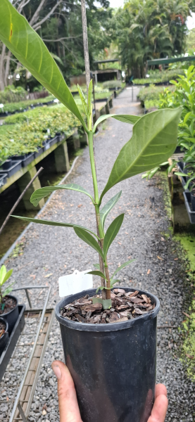 Randia fitzalanii (Atractocarpus)