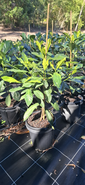 Randia fitzalanii (Atractocarpus)