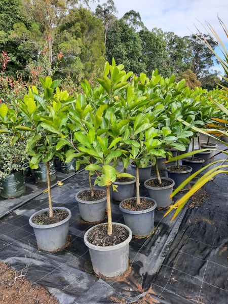 Randia fitzalanii (Atractocarpus)