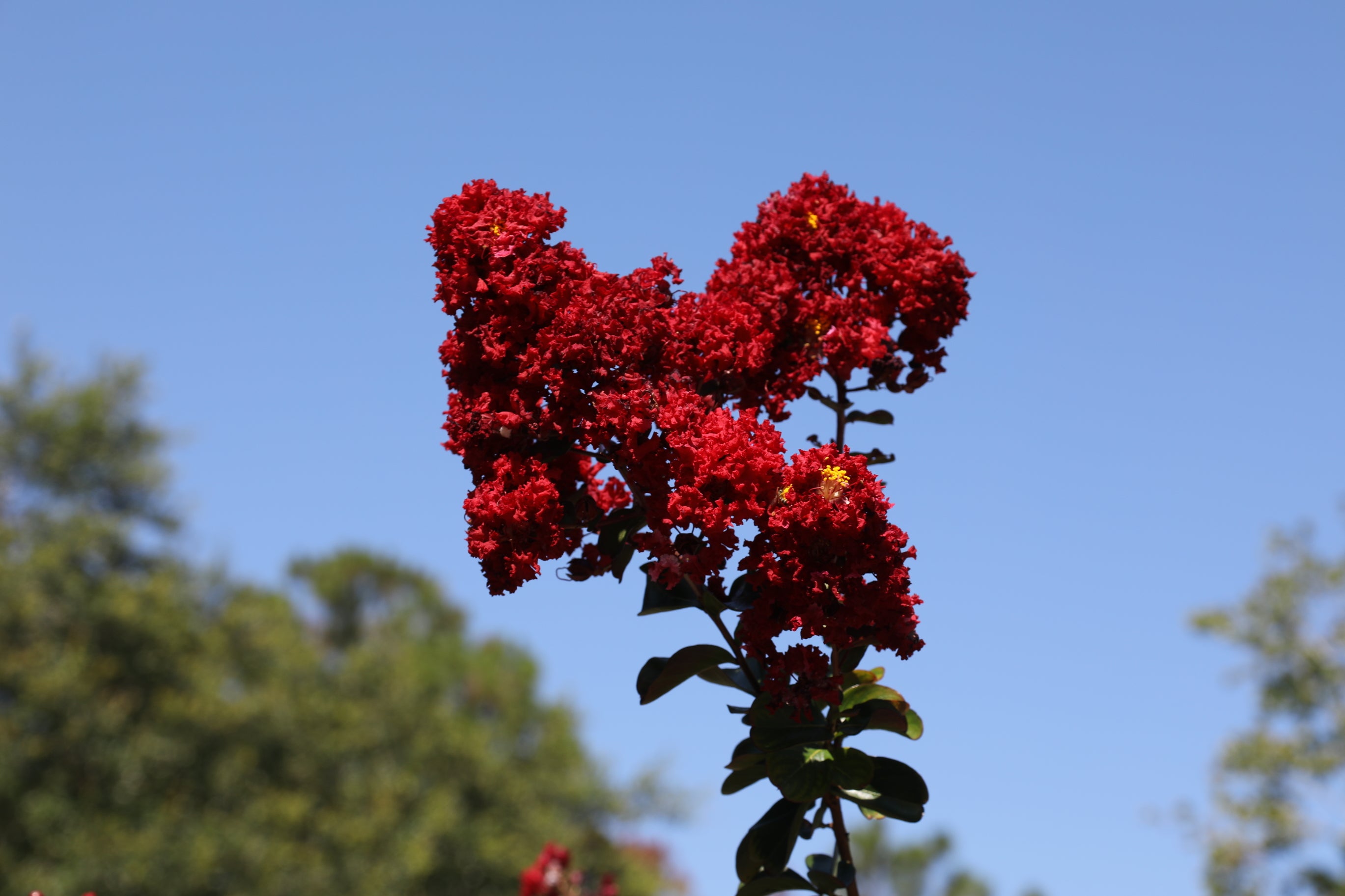 Lagerstroemia spp. SLENDER BLACK™