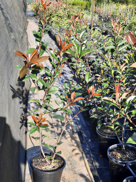 Photinia fraserii Red Robin