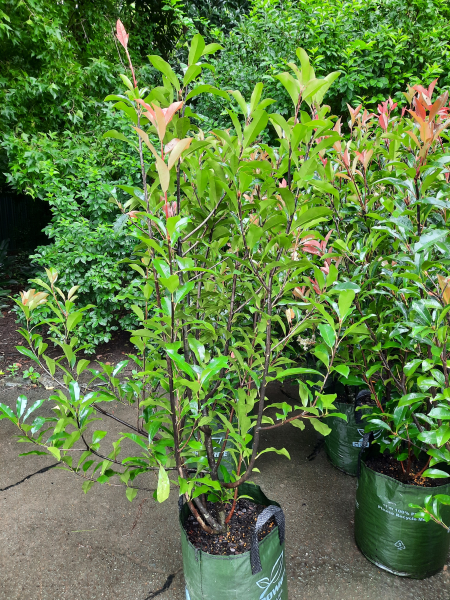 Photinia fraserii Red Robin