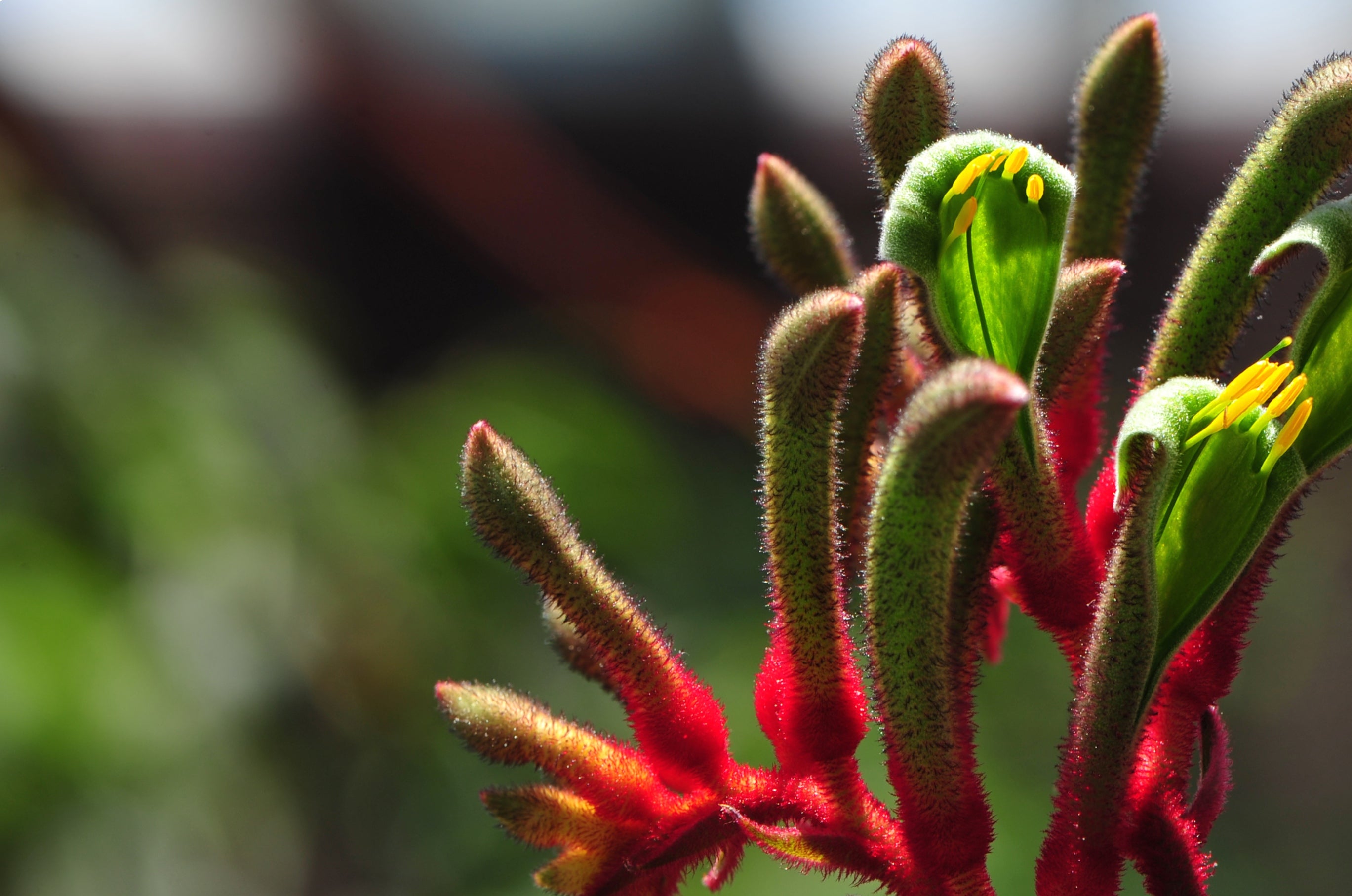 Anigozanthos hybrid Regal Velvet