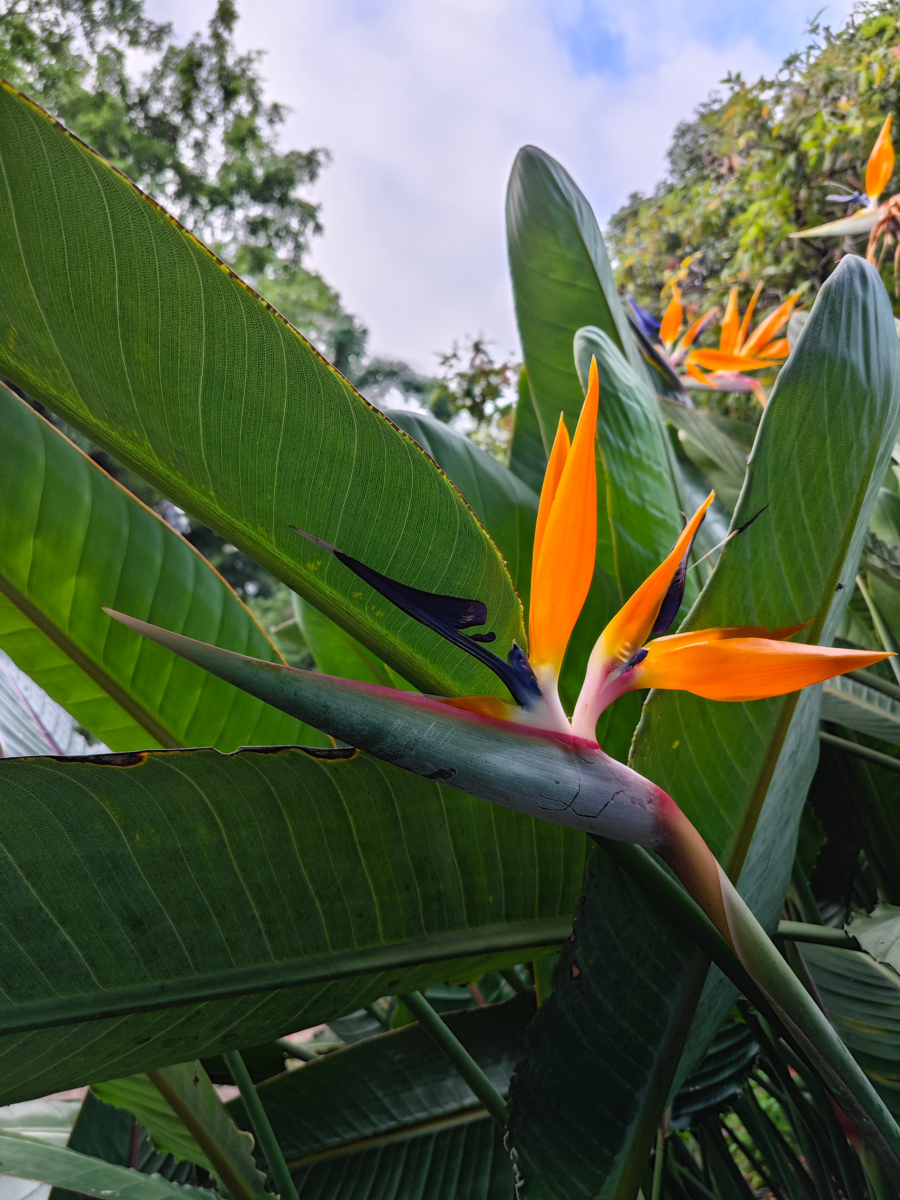 Strelitzia reginae