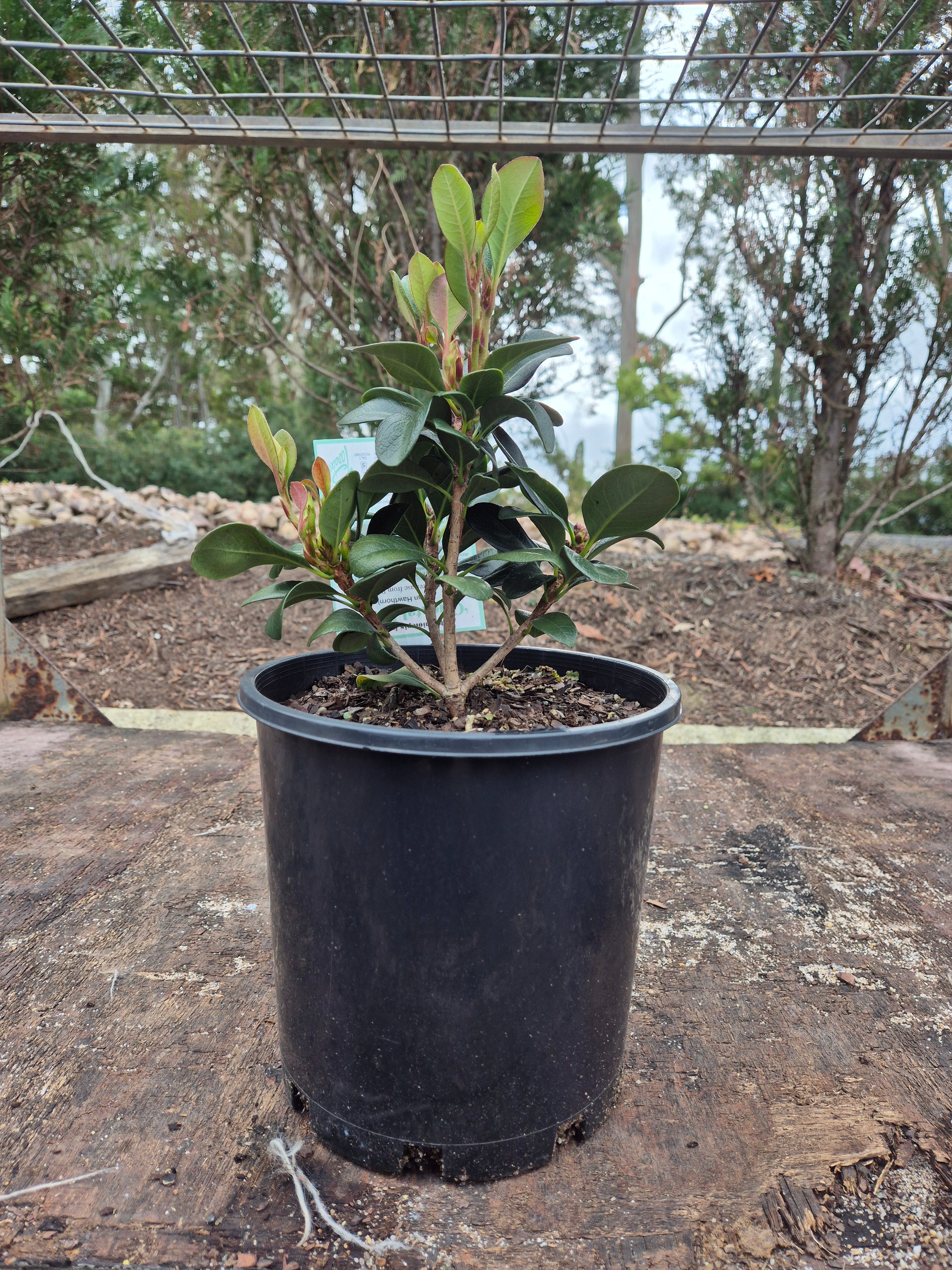 Rhaphiolepis indica Oriental Pearl