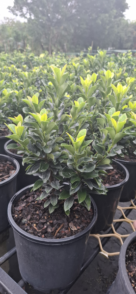 Rhaphiolepis indica Snow Maiden