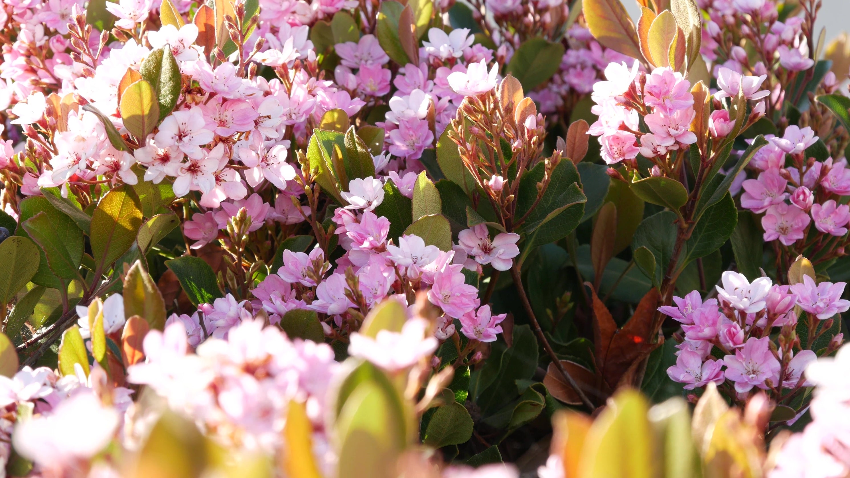 Rhaphiolepis indica COSMIC PINK
