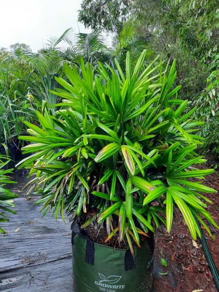 Rhapis excelsa