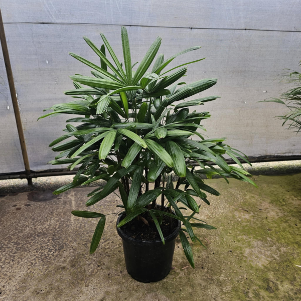 Rhapis excelsa