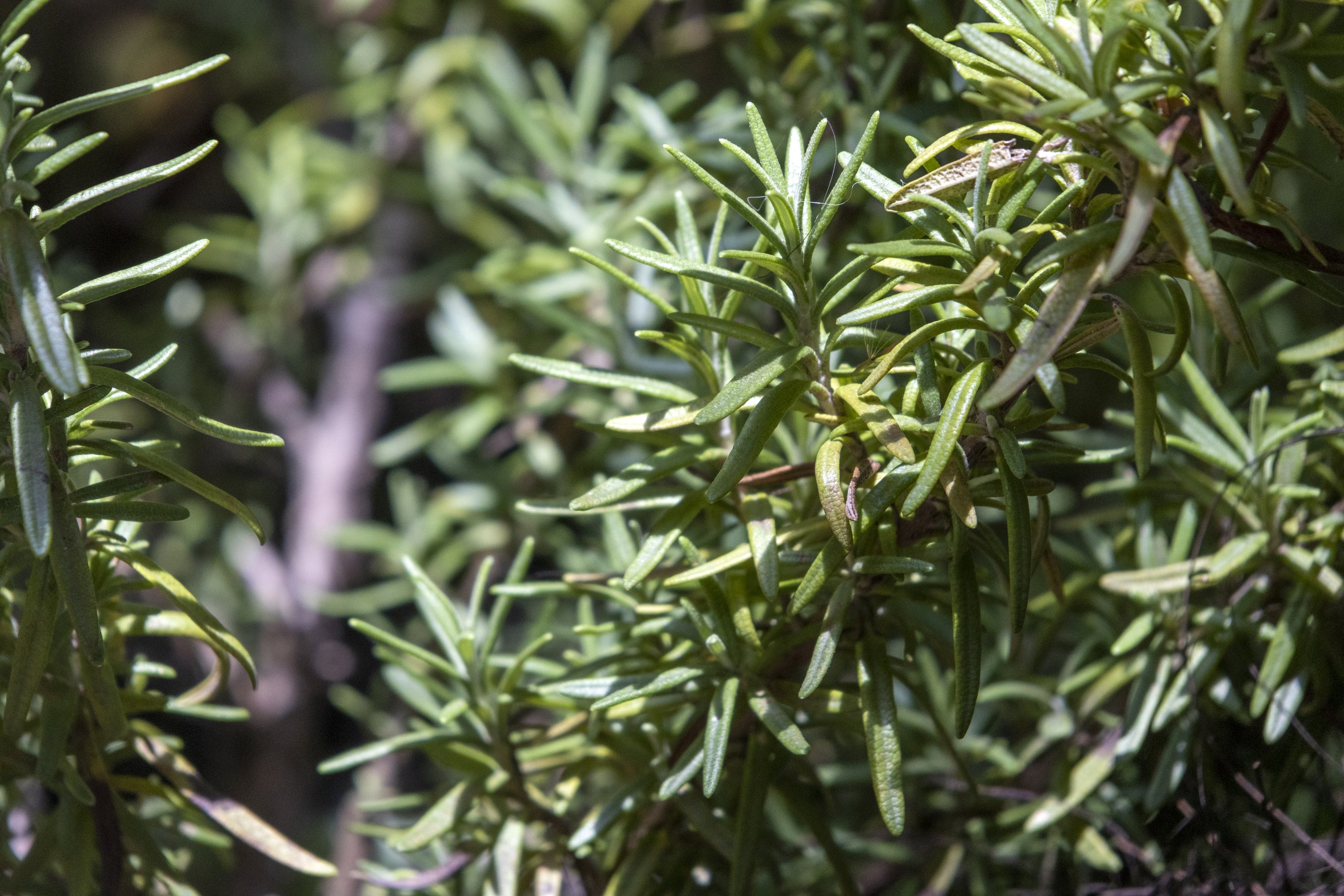 Rosmarinus officinalis Tuscan Blue