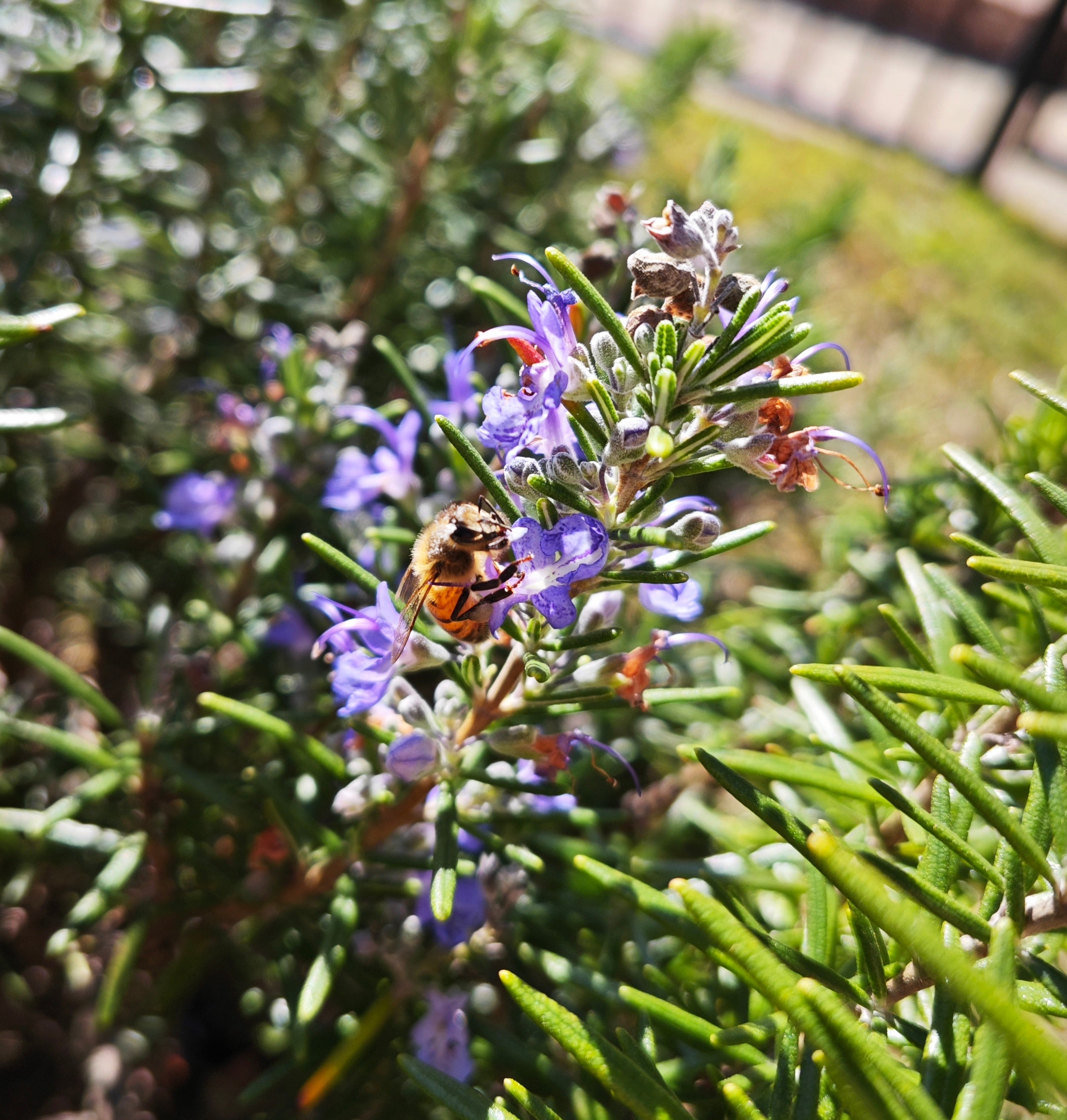 Rosmarinus officinalis Tuscan Blue