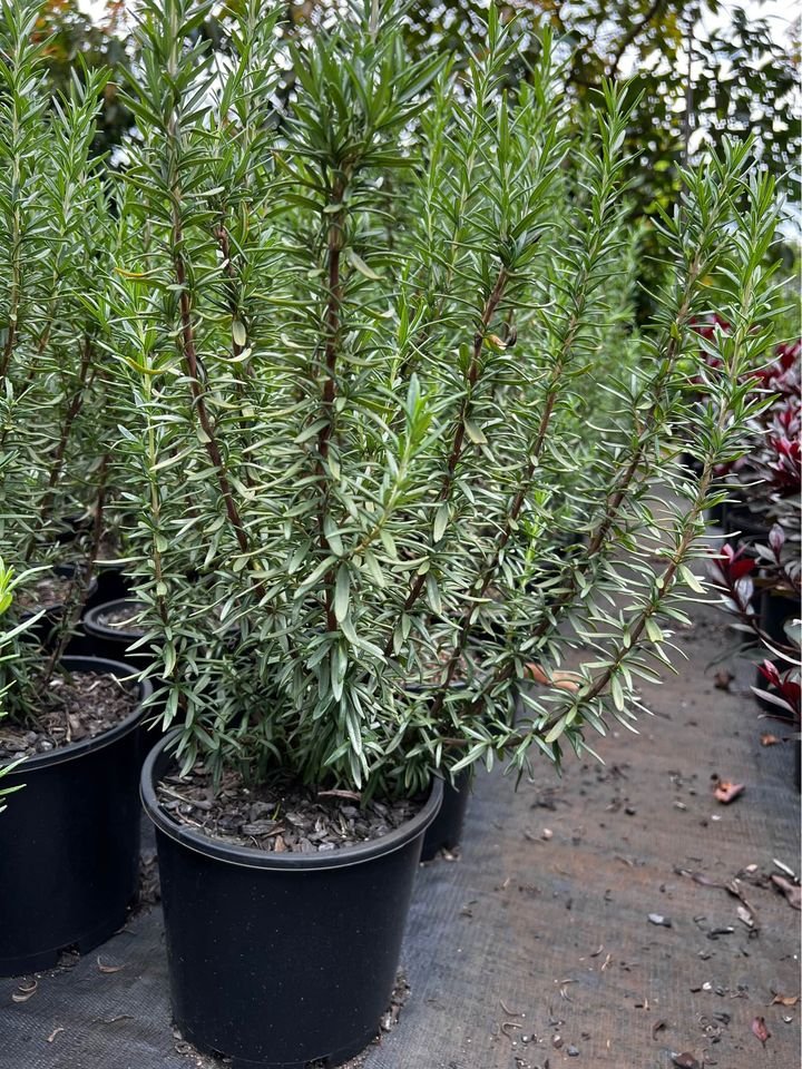 Rosmarinus officinalis Tuscan Blue