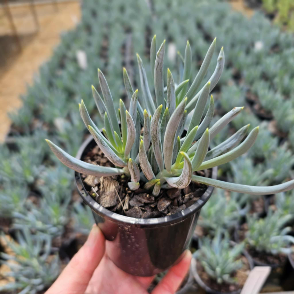 Senecio mandraliscae Blue Chalksticks