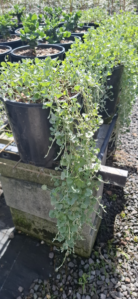 Dichondra argentea Silver Falls