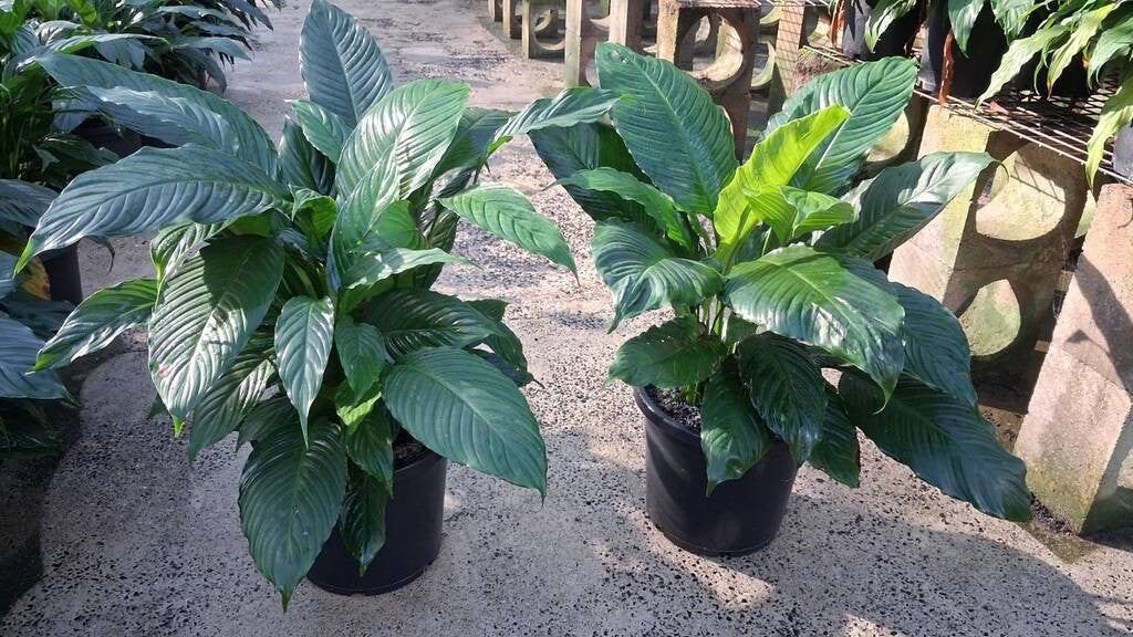 Spathiphyllum Maracay