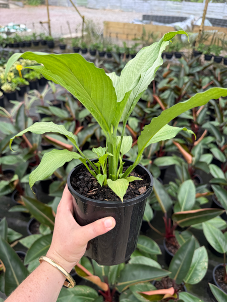 Spathiphyllum Platinum Mist
