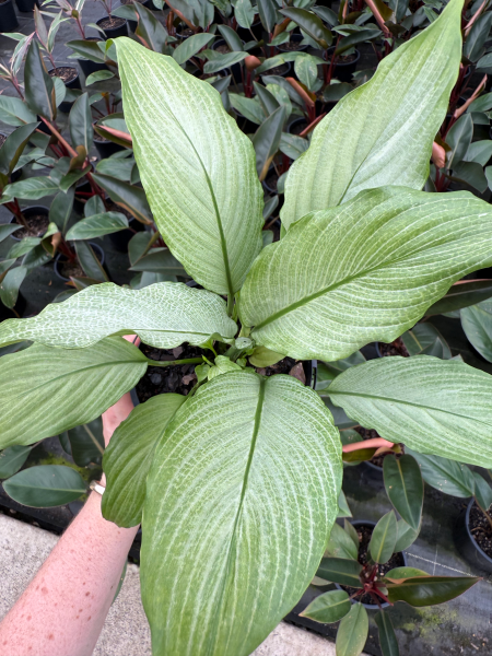 Spathiphyllum Platinum Mist