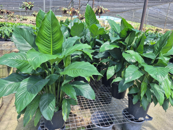 peace lily sebastiano Spathiphyllum Sweet Sebastiano