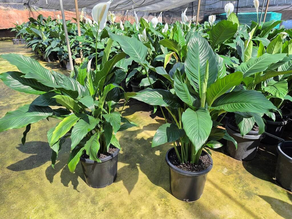 Spathiphyllum Sweet Sebastiano